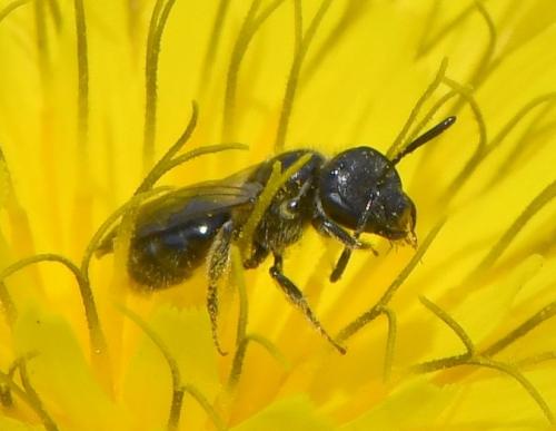 Réf. 245 857 : Lasioglossum sp.